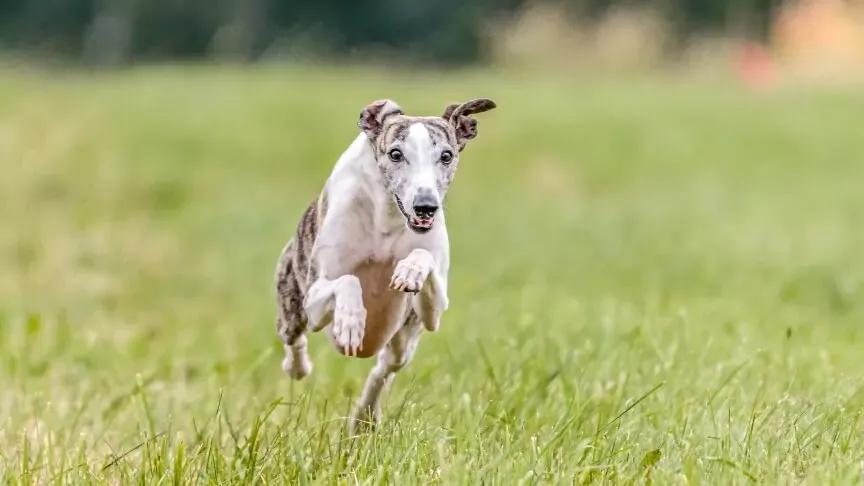 whippet.webp