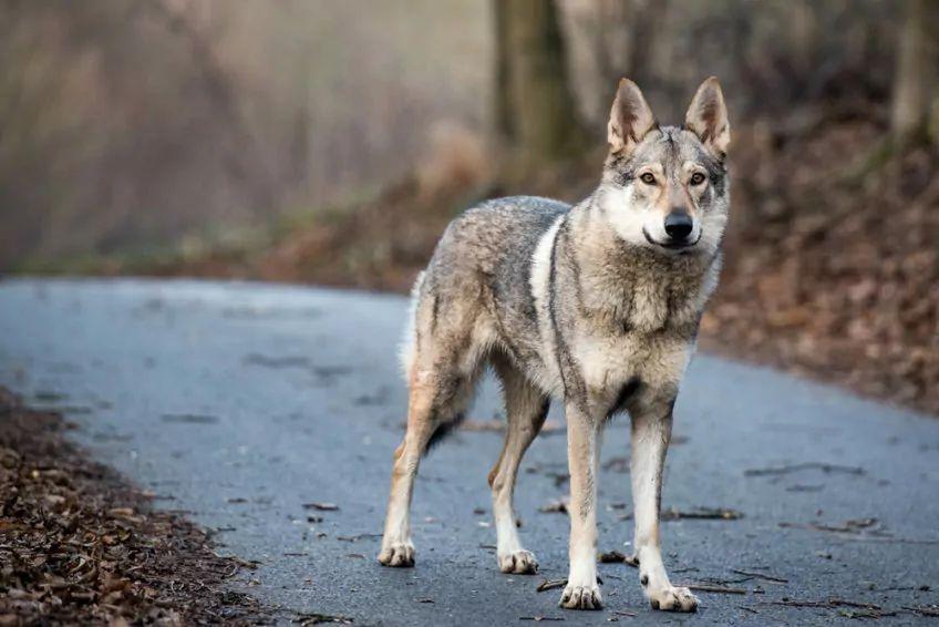 Wilczak stojący na asfaltowej drodze