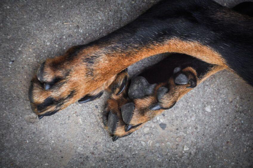 Owczarek francuski beauceron
