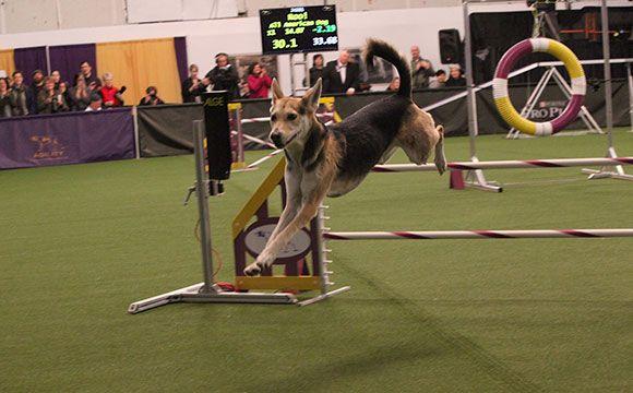 wkc-roo2-0316.jpg