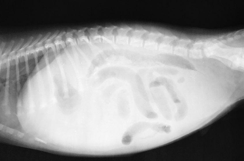 wodobrzusze diagnostyka-min.jpg