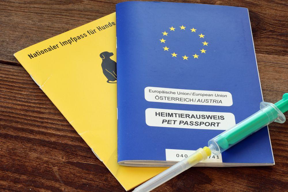 wyrobienie psu paszportu