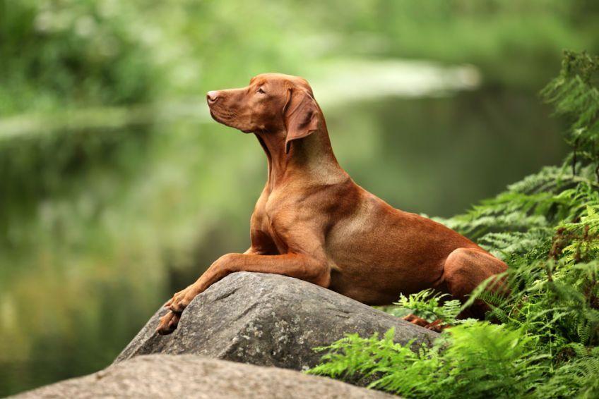 Vizsla leżący na skale nad wodą