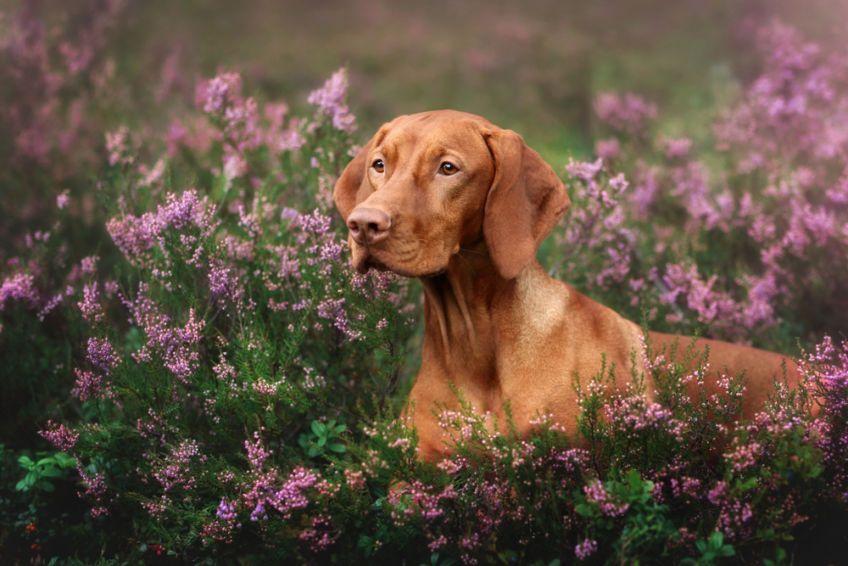 Portret vizsla we wrzosach