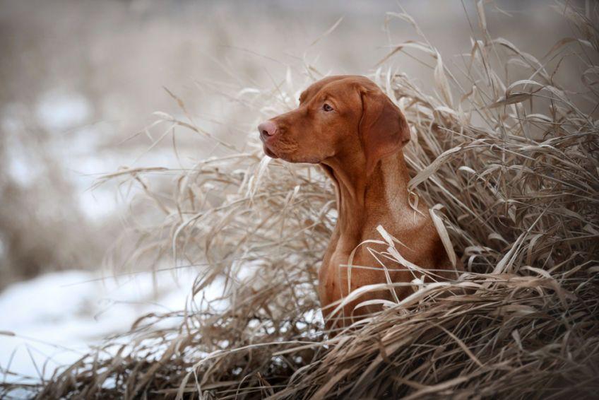 Portret vizsla w zimowych trawach