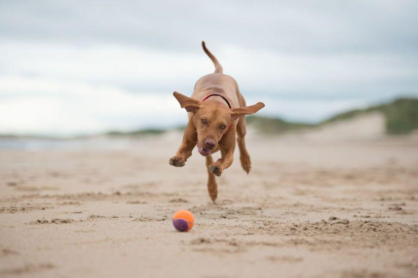 Vizsla biegnący po piłkę na plaży