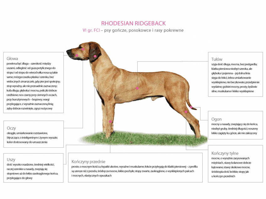 Wzorzec rodezjana