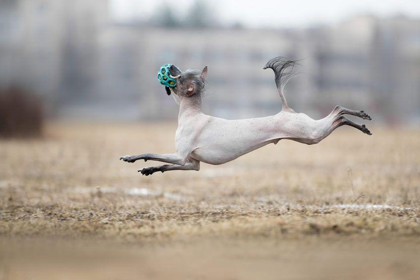 xoloitzcuintle nagi pies meksykański