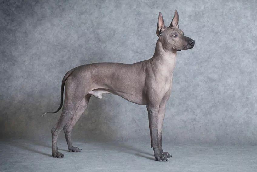 Xolo standardowy w pozycji wystawowej w studio