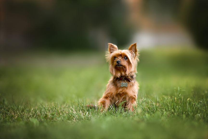 yorkshire terrier