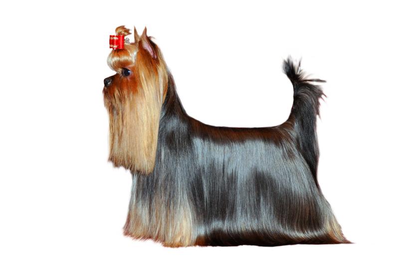 yorkshire_terrier.jpg