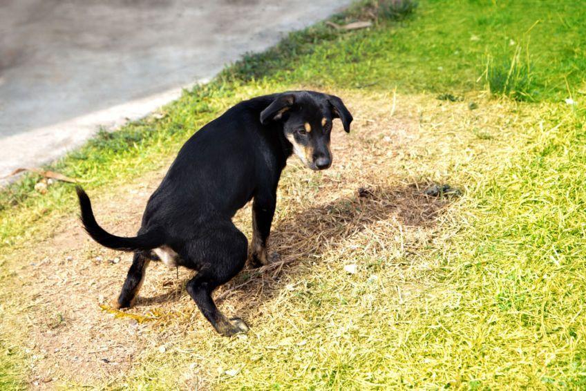zabrać psa do weta