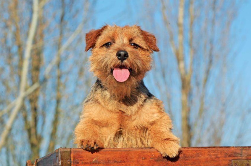 szczęśliwy norfolk terrier