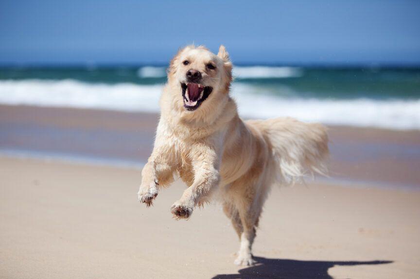 zoomies-u-psa-864x575.jpg