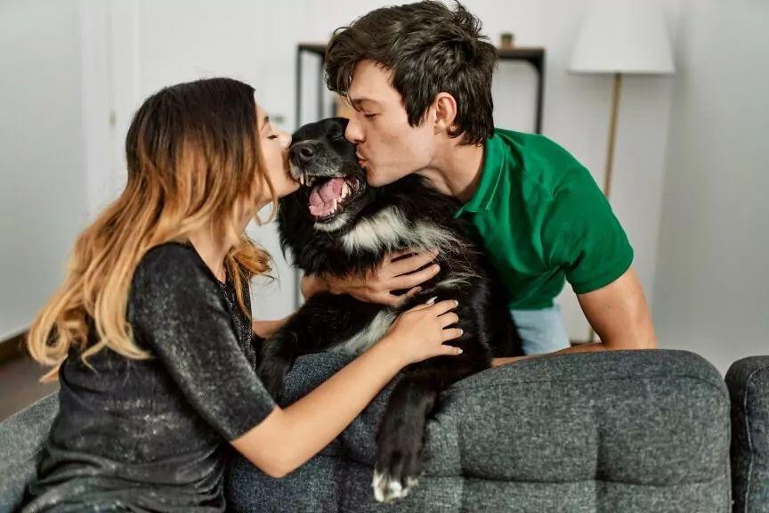 życie po adopcji psa