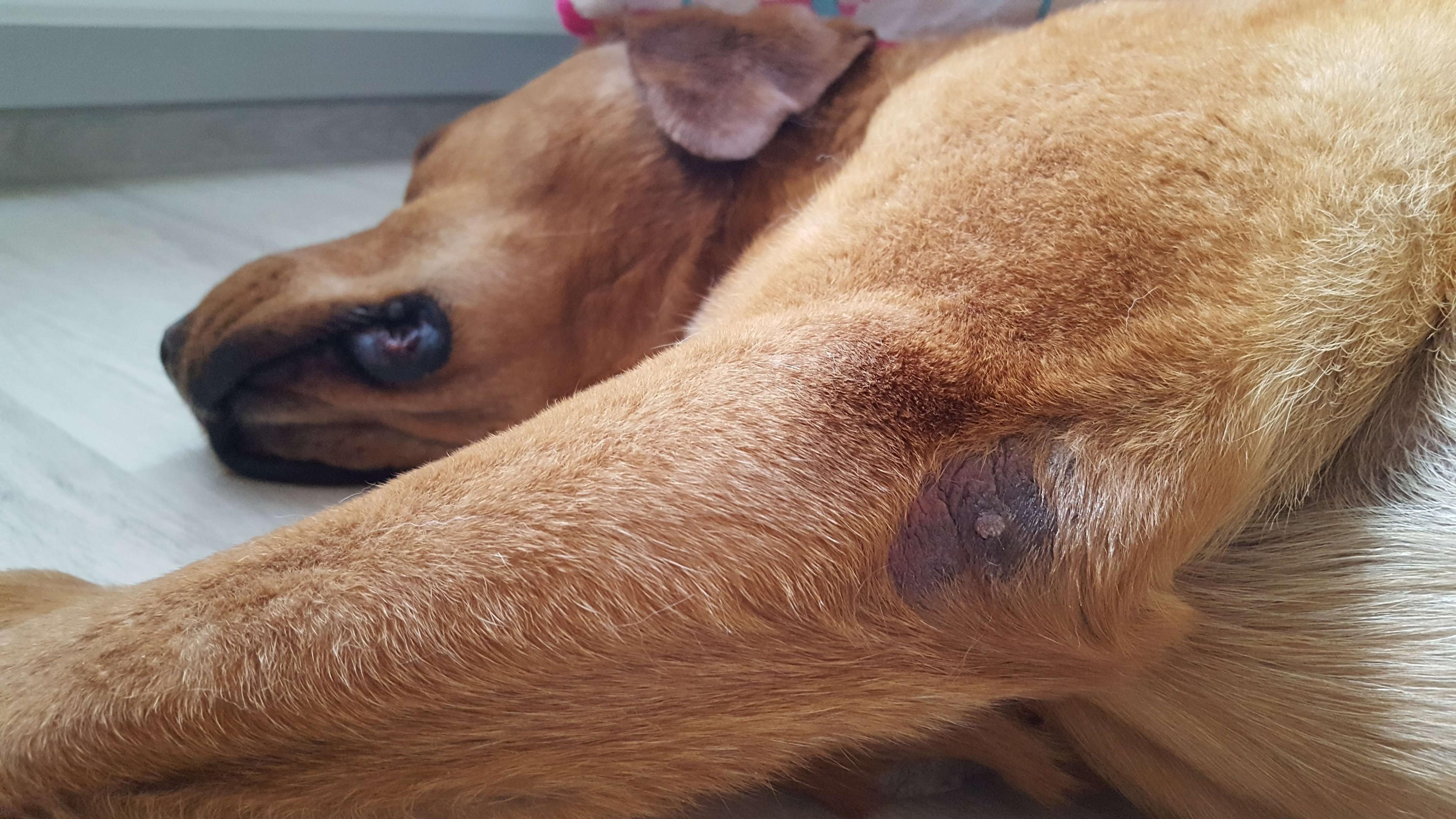 Łokieć posmarowany balsamem rePAWer"