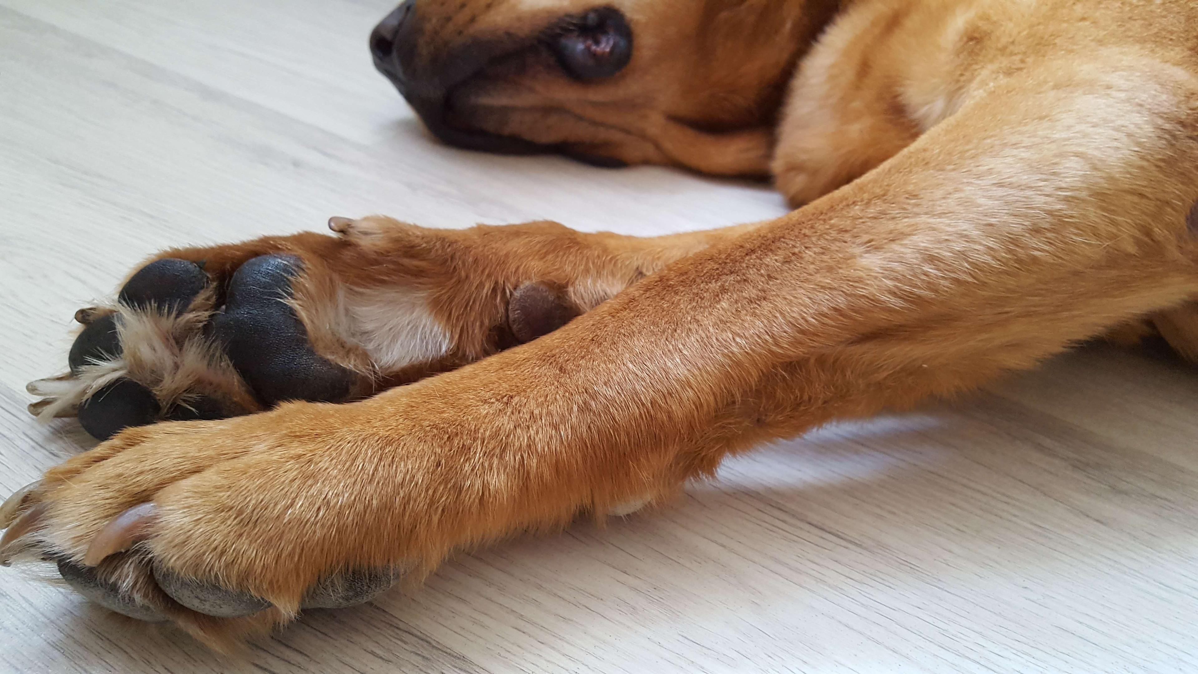 Górna łapka jest posmarowana balsamem rePAWer, dolna - nie (widać, jaka jest sucha)"