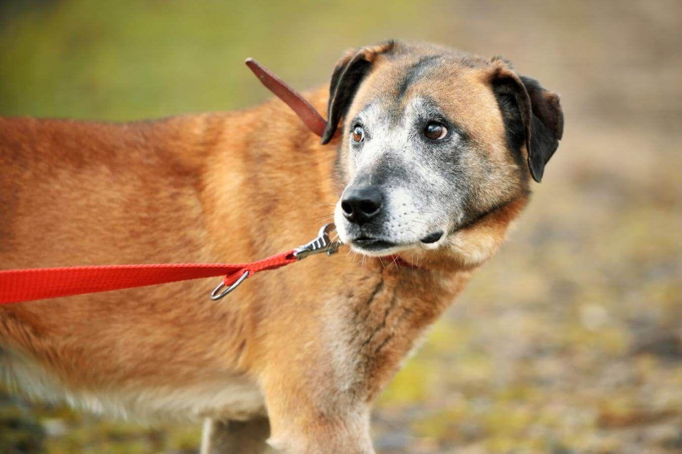Słonko"