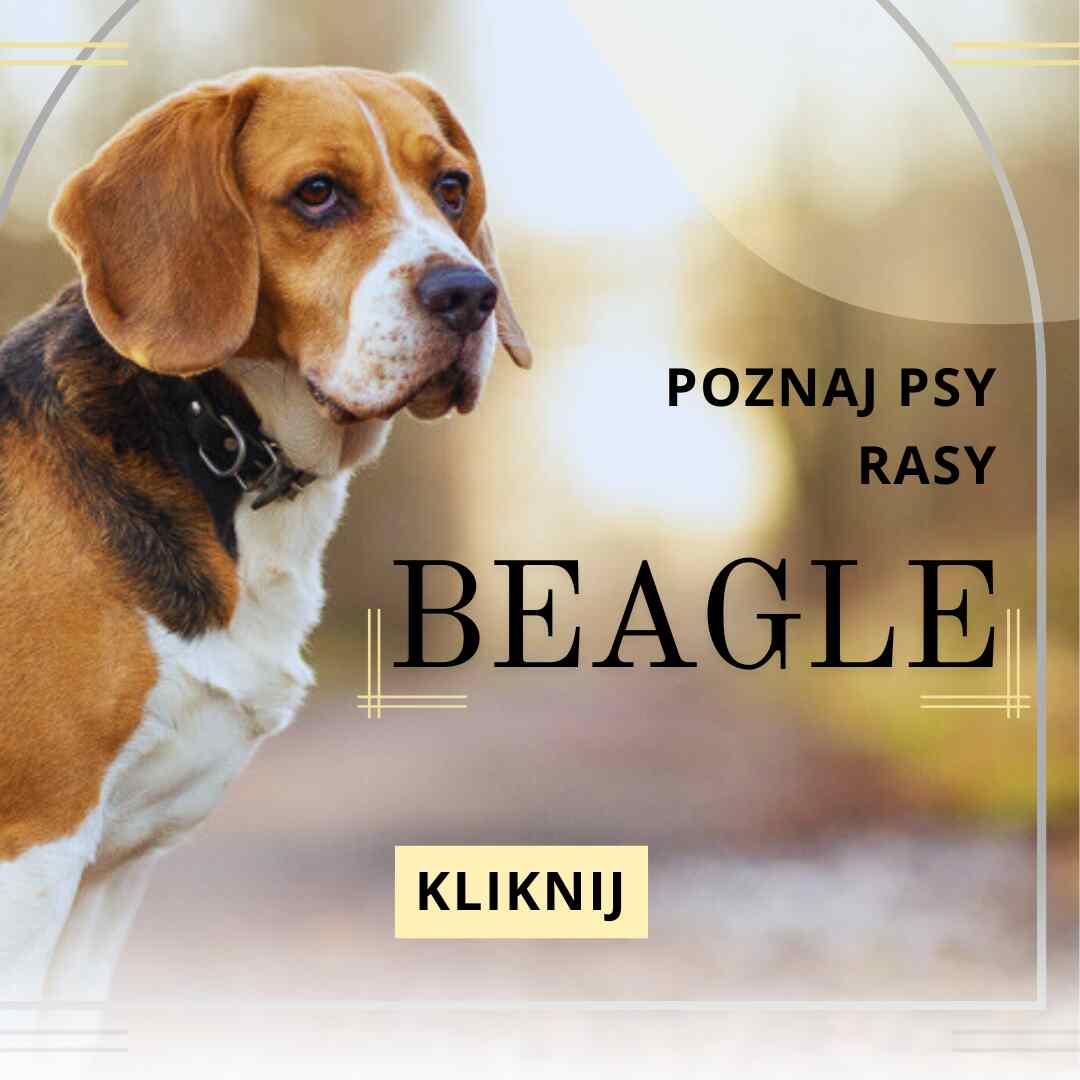 rasa psa beagle