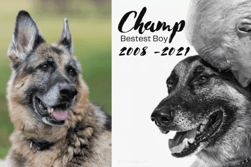 nie żyje Champ