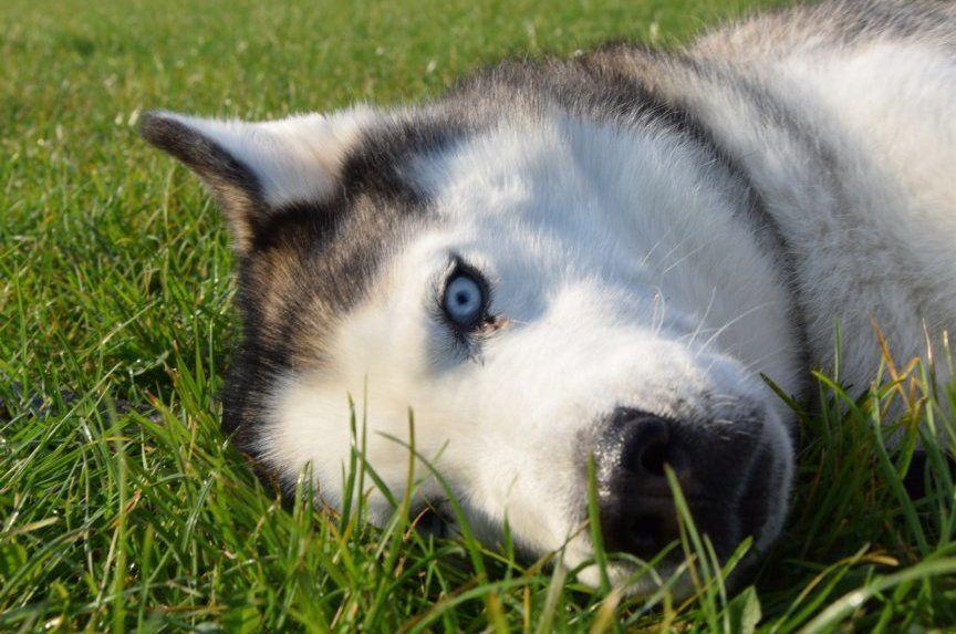 Walentynka od canis lupus familiaris