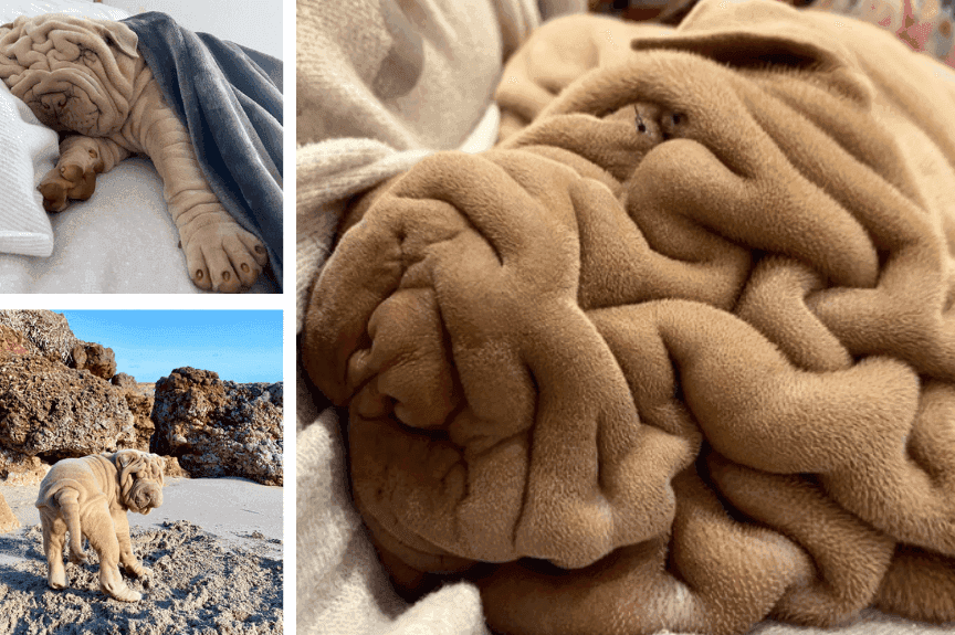 Harvey shar pei