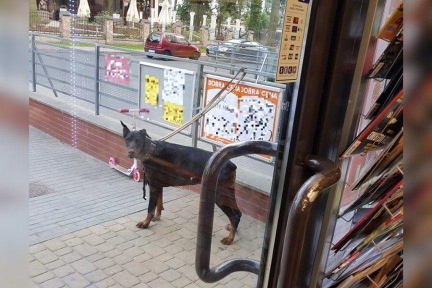 czy pies musi być wyprowadzany na smyczy i w kagańcu
