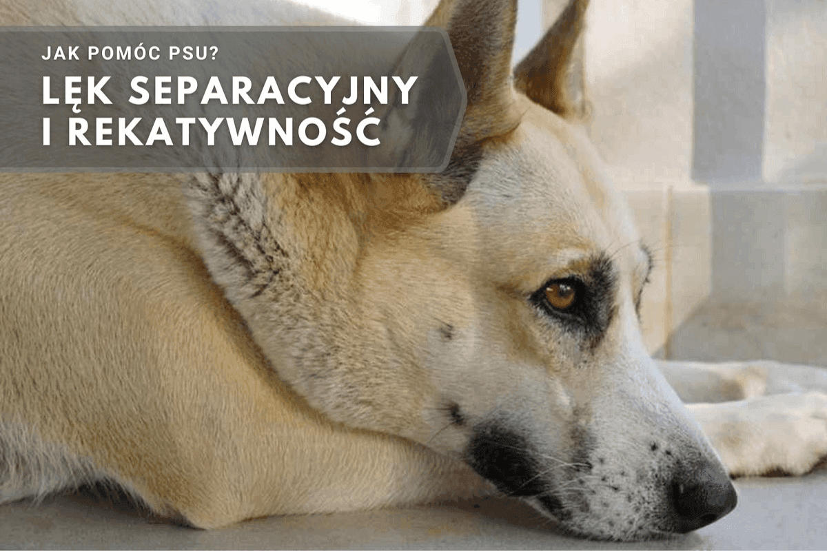 jak pomóc psu, lęk separacyjny i rekatywność