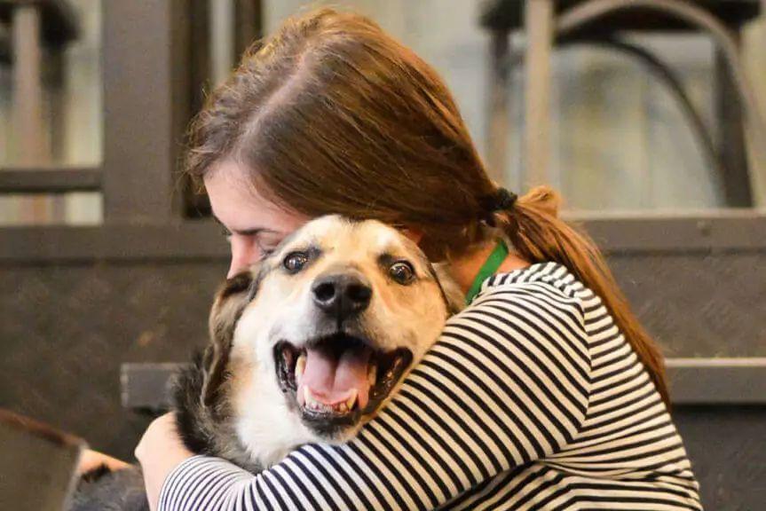 adopcja starego psa