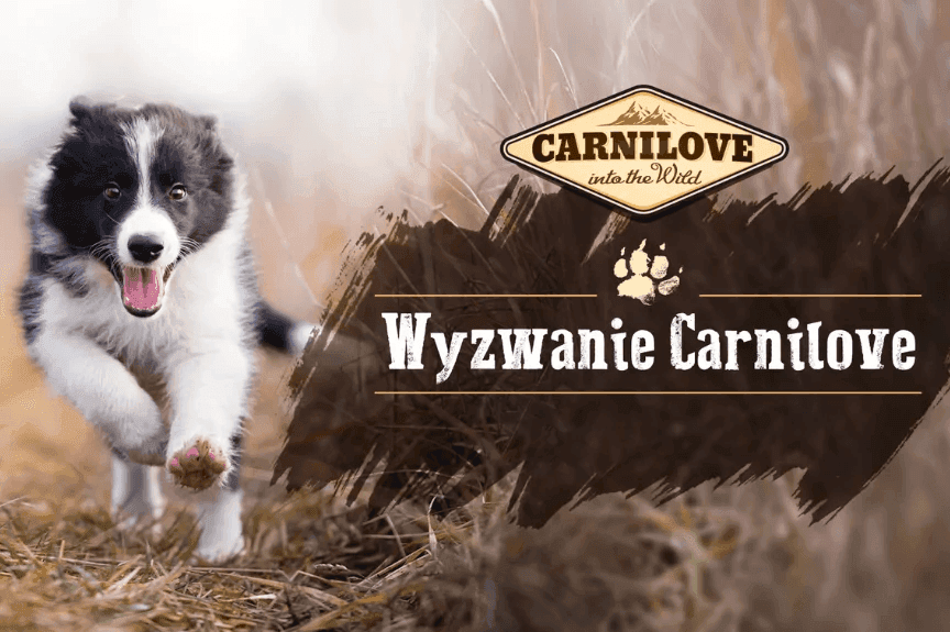 wyzwanie carnilove