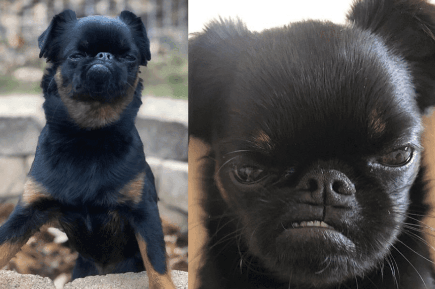 Grumpy Dog