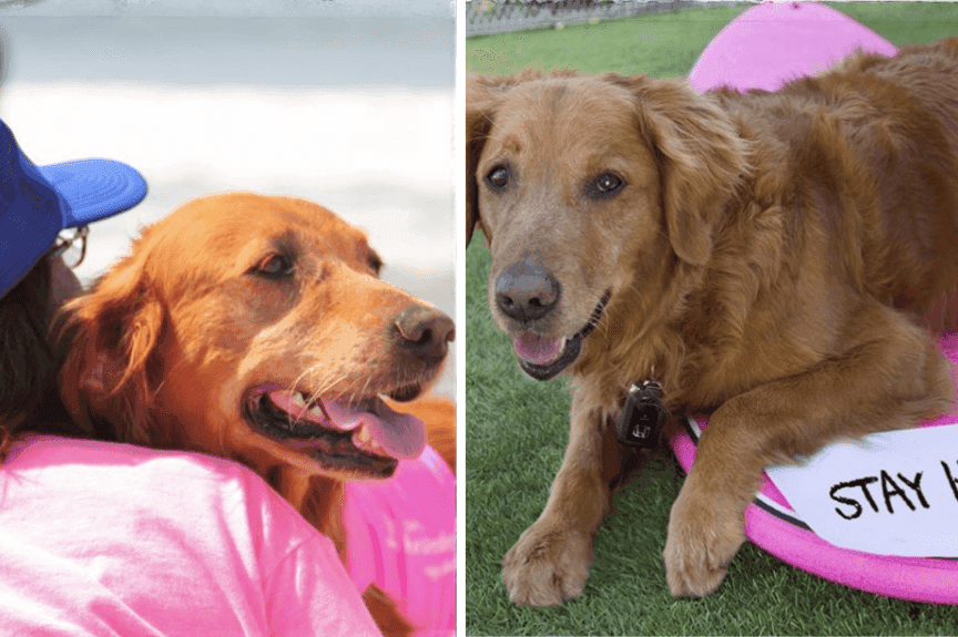 Golden retriever Ricochet