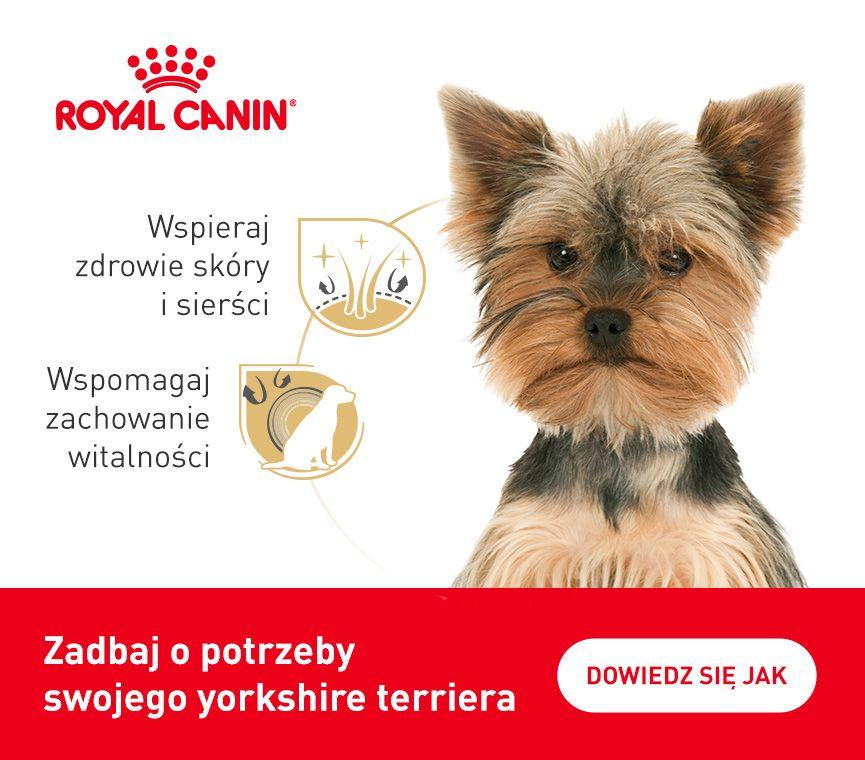 RC-breed-kampania-York.jpg