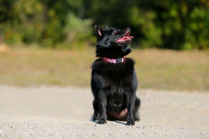 Schipperke