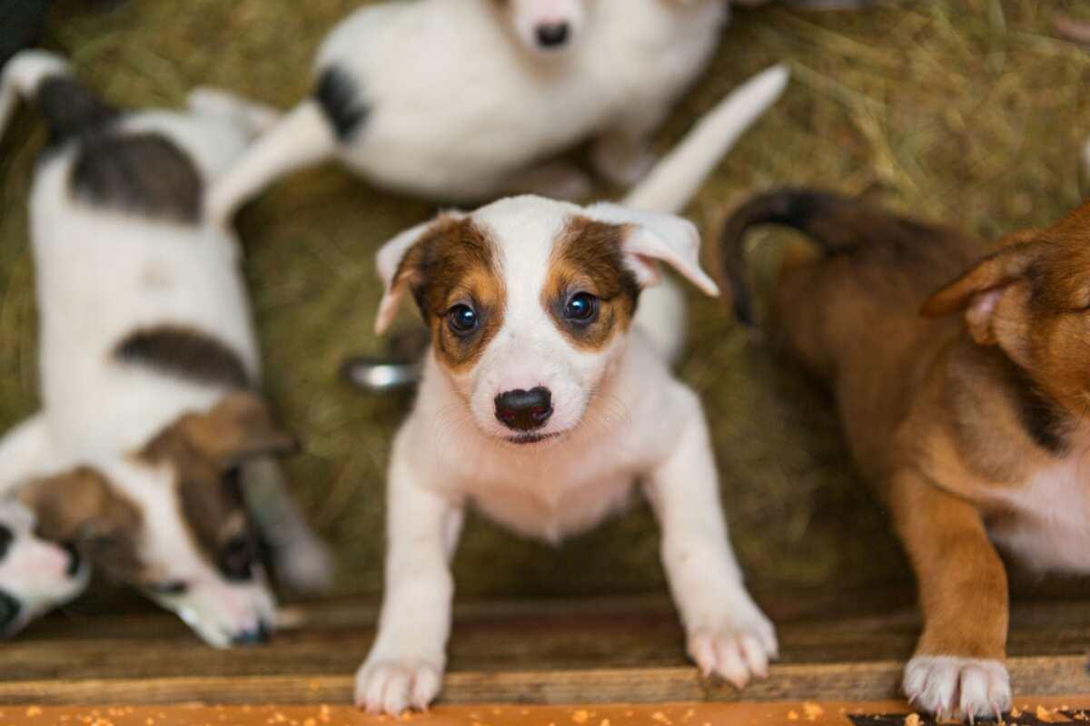 hej na adoptujących psy małe i w typie rasy