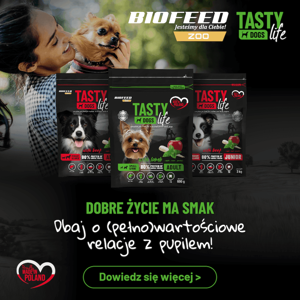 tasty dog life - pies w rytmie miasta