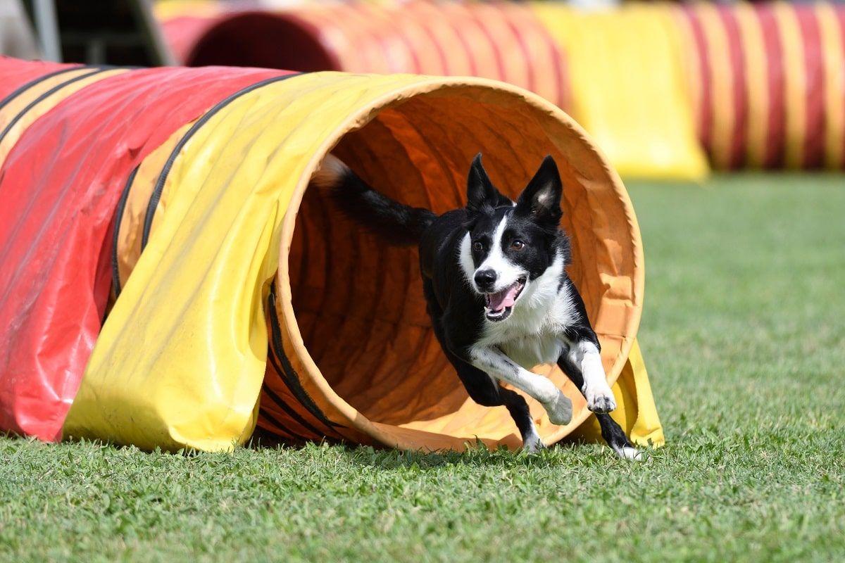 agility dla psa