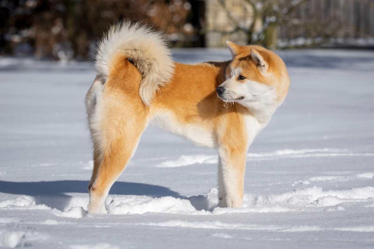 akita inu (1).jpg