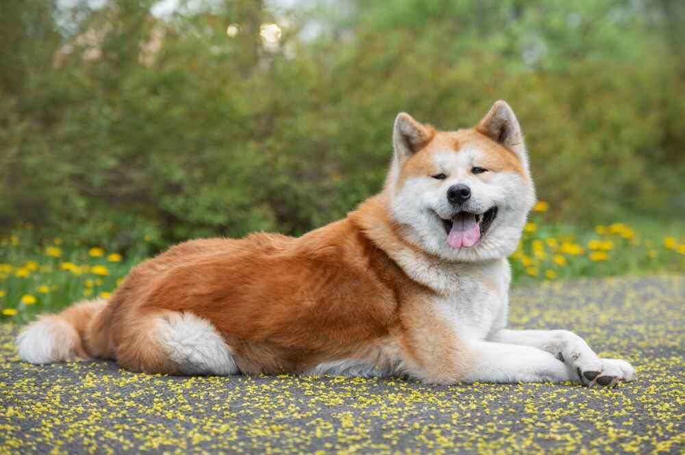 akita pielęgnacja (1).jpg