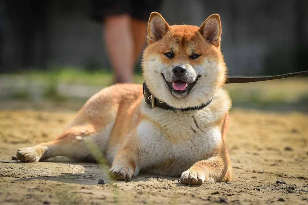 akita pilnuje (1).jpg