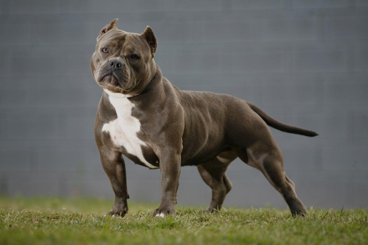 american bully