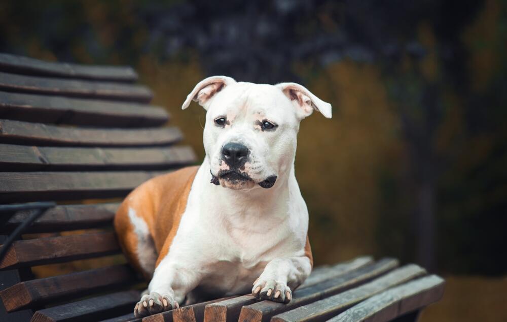 amstaff pielęgnacja (1).jpg