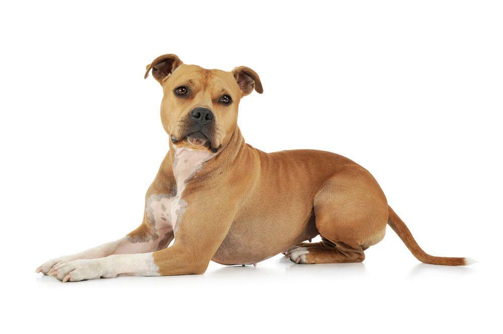 amstaff wygląd (1).jpg