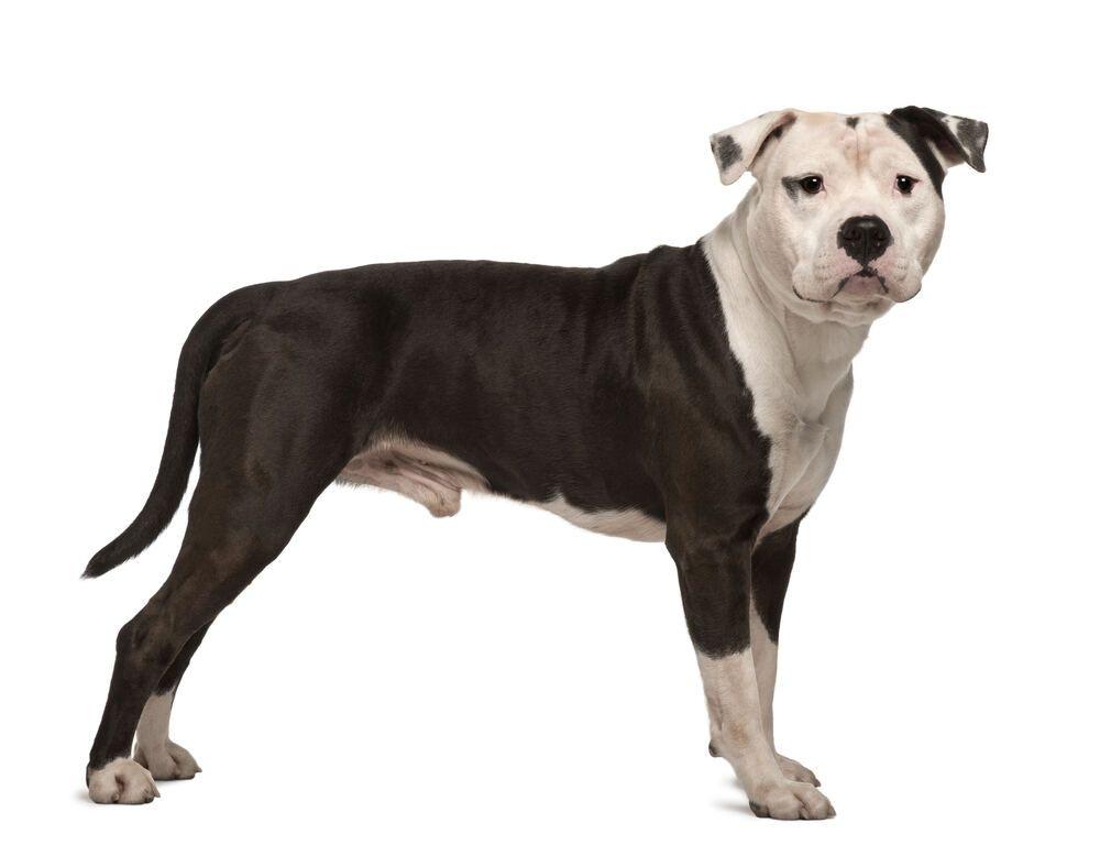 amstaff wzorzec (1).jpg