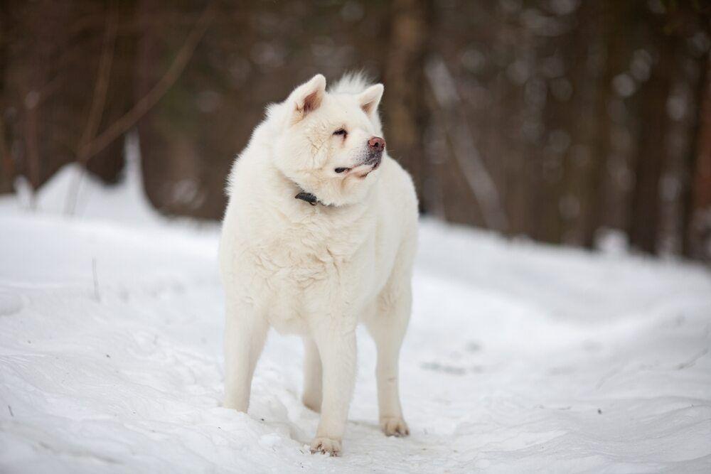 biały akita (1).jpg