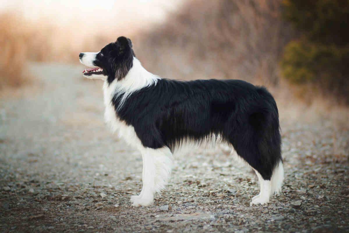 border collie