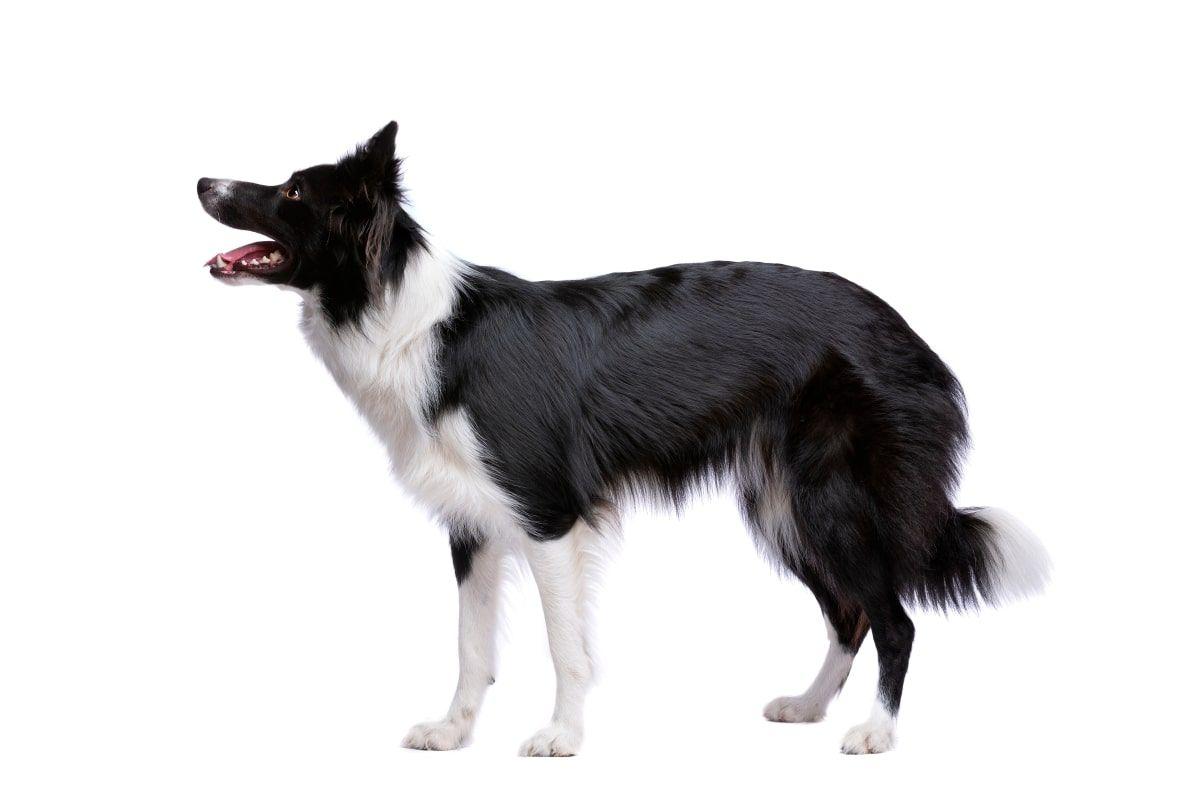 border collie