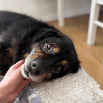 brombuś do adopcji