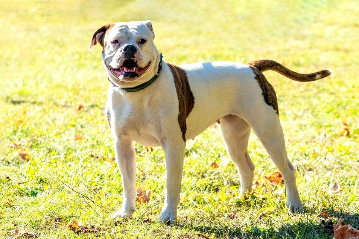 bulldog amerykański
