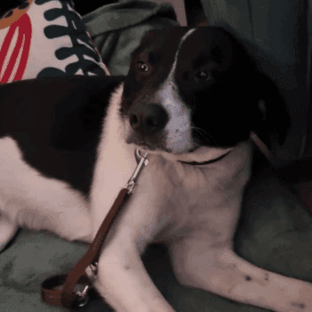 butler do adopcji